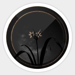 Shadowy Small Flowered Pancratium Botanical on Black and Gold Sticker